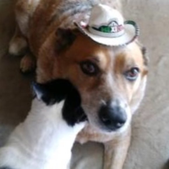 Meet your Posher, Bella - Picture 1 of 2